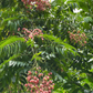 Pink Wampee (Clausena excavata)