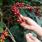 Coffee (Coffea arabica)