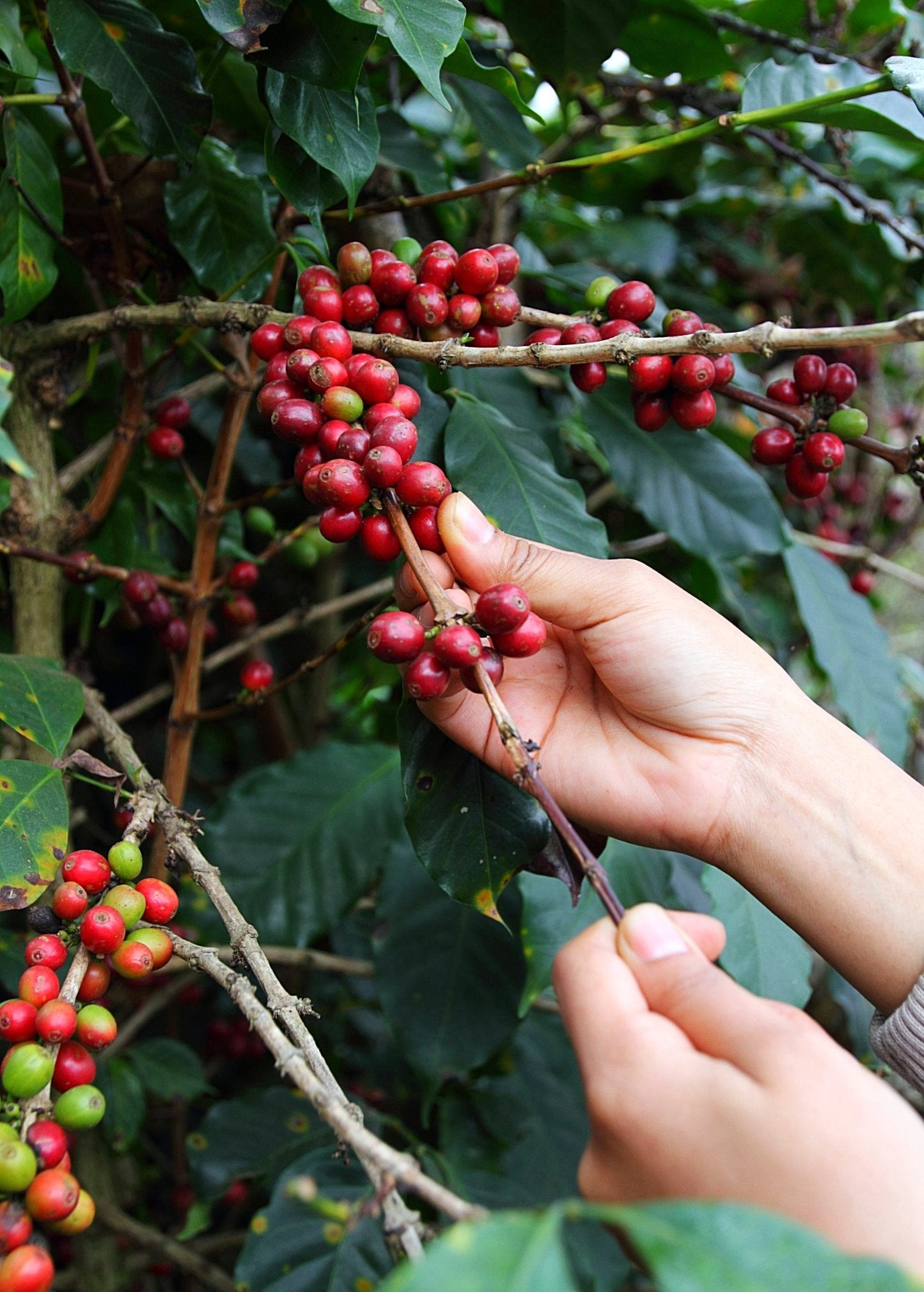 Coffee (Coffea arabica)