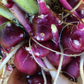 Earth Apple, 'Purple' (Smallanthus sonchifolius)