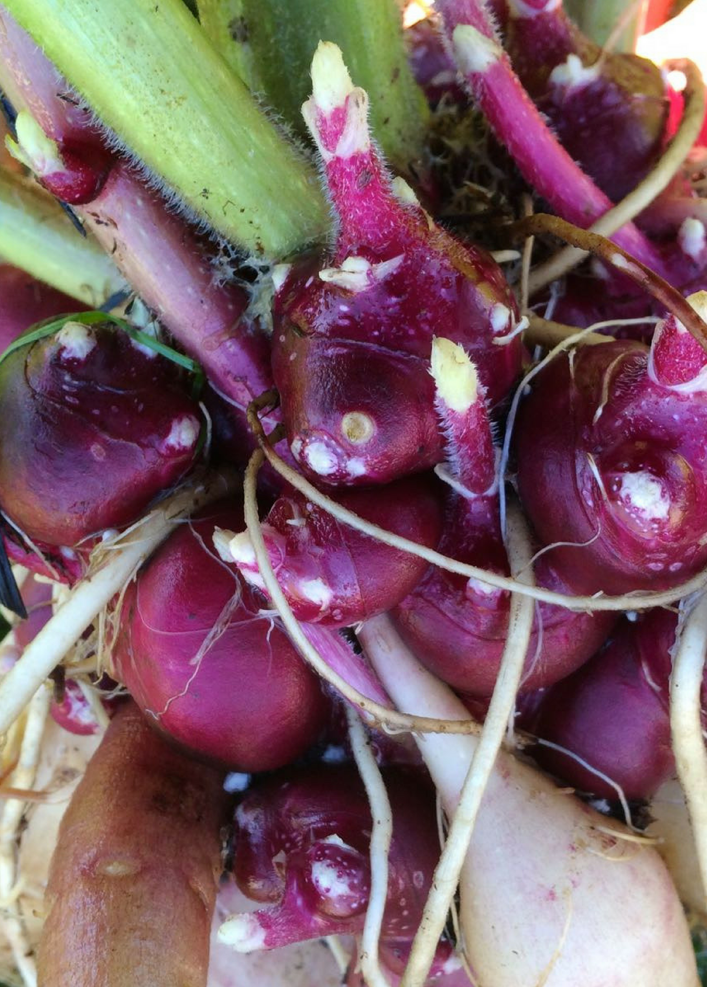 Earth Apple, 'Purple' (Smallanthus sonchifolius)