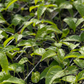 Passion Fruit ‘Purple Possum’ (Passiflora edulis)