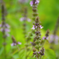 Tulsi 'Rama' (Ocimum sanctum)