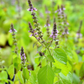 Tulsi 'Rama' (Ocimum sanctum)
