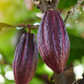 Cacao, Red (Theobroma cacao)