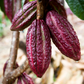 Cacao, Red (Theobroma cacao)