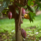 Cacao, Red (Theobroma cacao)