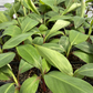 Banana 'Red Cuban' (Musa acuminata)
