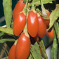 Red Goji Berry (Lycium barbarum)