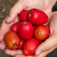 Jocote, Red (Spondias purpurea)