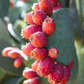Prickly Pear (Opuntia ficus-indica)