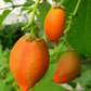 Peanut Butter Fruit (Bunchosia argentea)