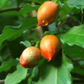 Peanut Butter Fruit (Bunchosia argentea)