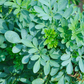 Rue (Ruta graveolens)