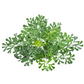 Rue (Ruta graveolens)