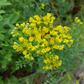 Rue (Ruta graveolens)