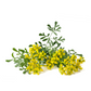Rue (Ruta graveolens)