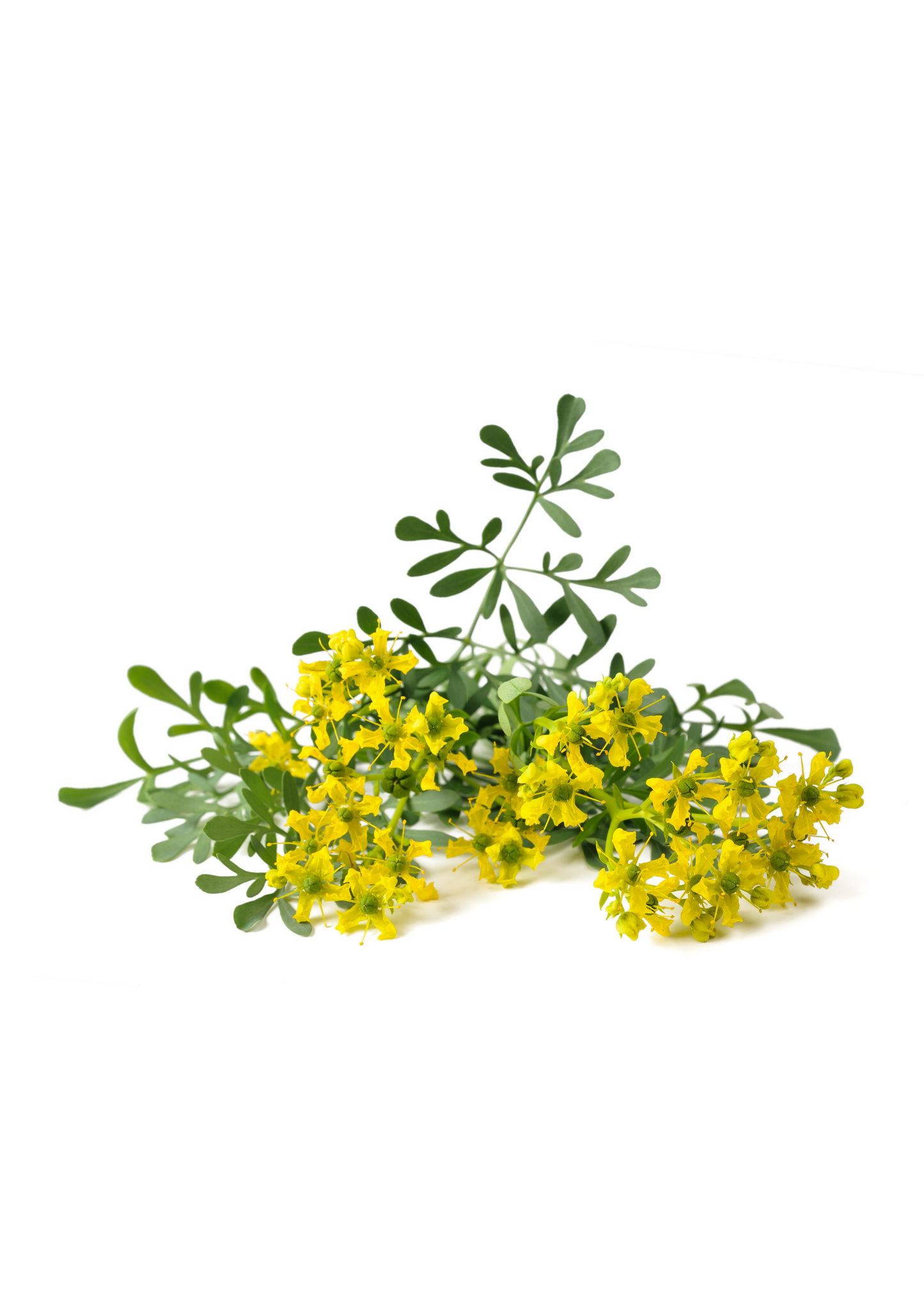 Rue (Ruta graveolens)