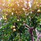 Santol (Sandoricum koetjape)