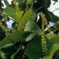 Sea Grape (Coccoloba uvifera)