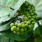 Sea Grape (Coccoloba uvifera)