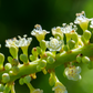 Sea Grape (Coccoloba uvifera)