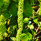 Sea Grape (Coccoloba uvifera)