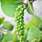 Sea Grape (Coccoloba uvifera)