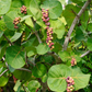 Sea Grape (Coccoloba uvifera)