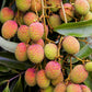 Lychee 'Mauritius' (Litchi chinensis)
