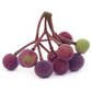 Sherbert Berry (Grewia asiatica)