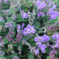 Adaptogen Herb Bundle: Gotu Kola, Skullcap, Ashwagandha, Tulsi