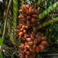 Snake Fruit (Salacca zalacca)
