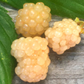 Blackberry 'Snowbank White' (Rubus)