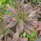 Soap Aloe (Aloe maculata)