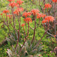 Soap Aloe (Aloe maculata)