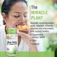 Solaray Aloe Vera Gel Concentrate - Antioxidant Support & Digestive Health - 2000 mg Equivalent - 100 VegCaps