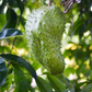 Soursop (Annona muricata)