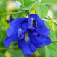 Butterfly Pea (Clitoria ternatea)