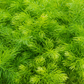 Shatavari (Asparagus racemosus)