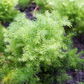 Shatavari (Asparagus racemosus)