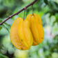 Star Fruit 'Lara' (Averrhoa carambola)