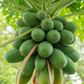 Papaya 'Dwarf Red Lady' (Carica papaya)
