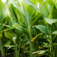 Turmeric, Orange (Curcuma longa)