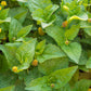 Electric Daisy Toothache Plant (Spilanthes acmella)