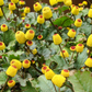 Electric Daisy Toothache Plant (Spilanthes acmella)