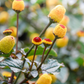 Electric Daisy Toothache Plant (Spilanthes acmella)