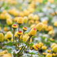 Electric Daisy Toothache Plant (Spilanthes acmella)