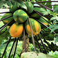 Sunset Solo Papaya (Carica papaya)