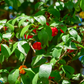 Surinam Cherry (Eugenia uniflora)